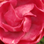 Rose - Rosiers polyantha - Dick Koster